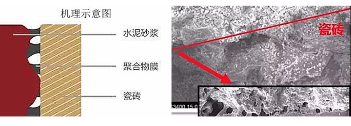 瓷砖粘结剂粘贴机理示意图